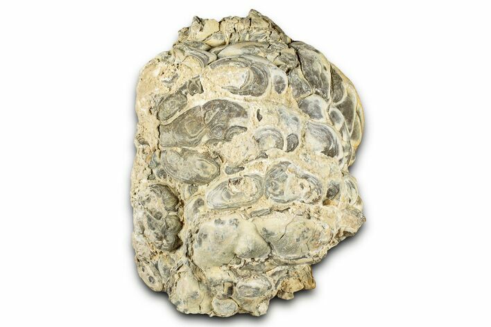 Fossil Stromatolite (Chlorellopsis?) Section - Wyoming #325732